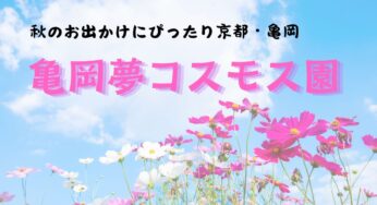 今年も開園!!京都・亀岡のおすすめお出かけスポット【亀岡夢コスモス園】